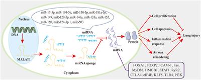 Focus on long non-coding RNA MALAT1: Insights into acute and chronic lung diseases